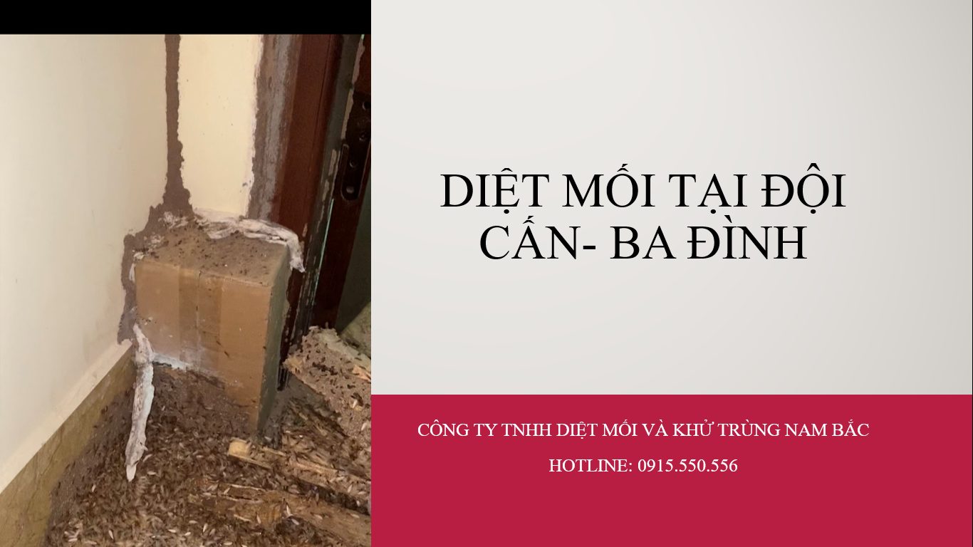 diet-moi-tai-doi-can