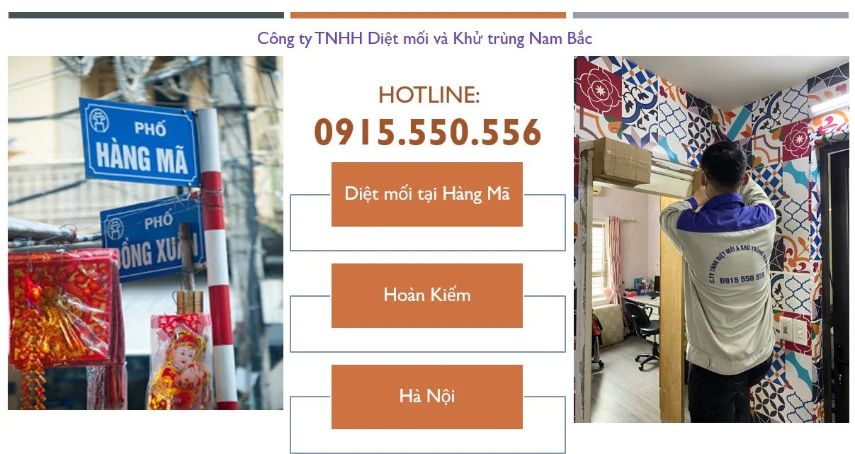 diet-moi-tai-phuong-hang-ma