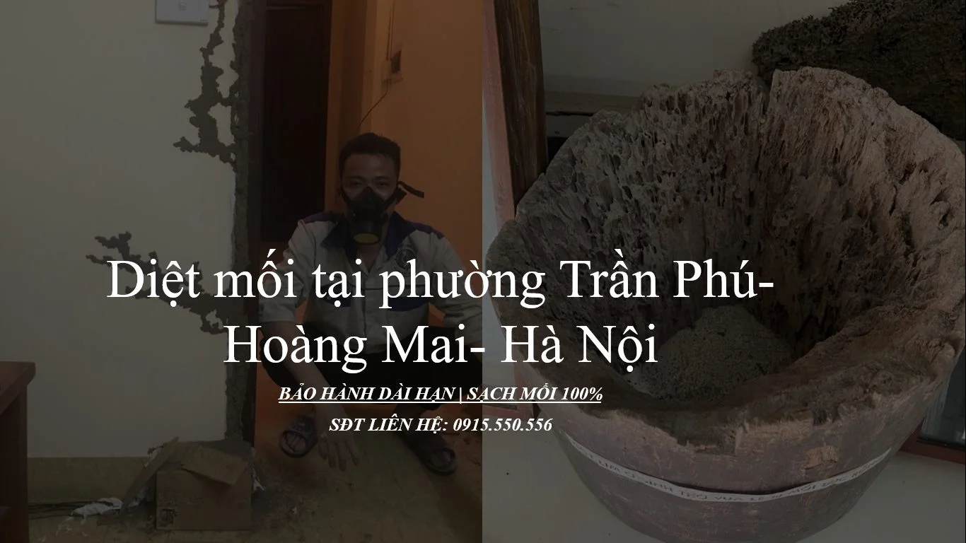 diet-moi-tai-hoang-mai