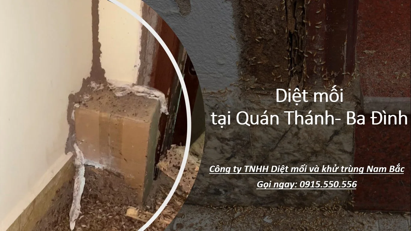diet-moi-tai-quan-thanh