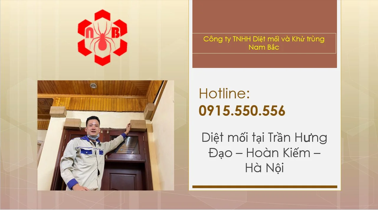 diet-moi-tran-hung-dao