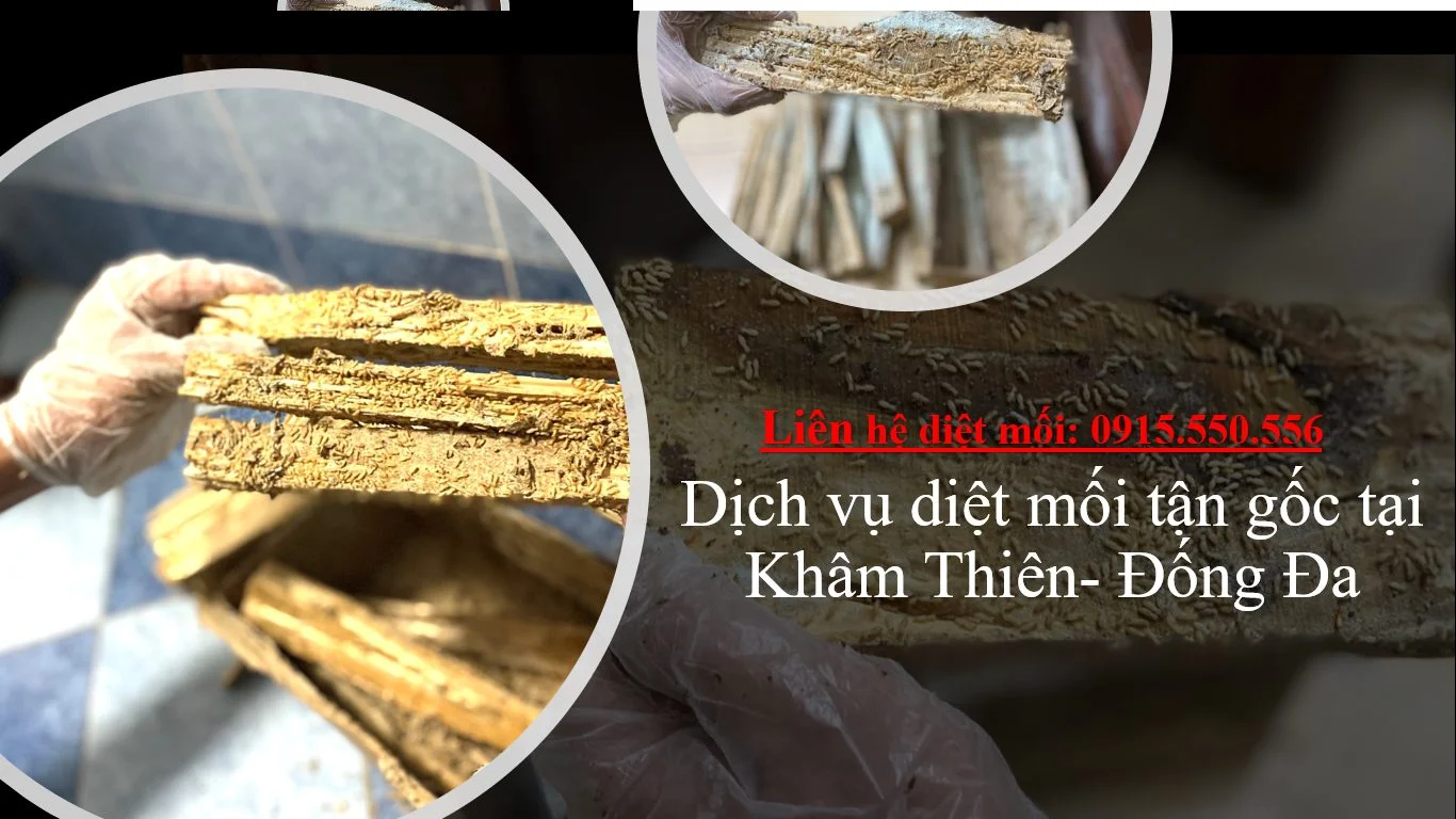 diet-moi-tai-kham-thien